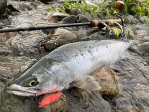 カラフトマスの釣り方を釣具屋店員が解説！おすすめルアーやロッド、食べ方も - 道東の釣りならブルーマリン