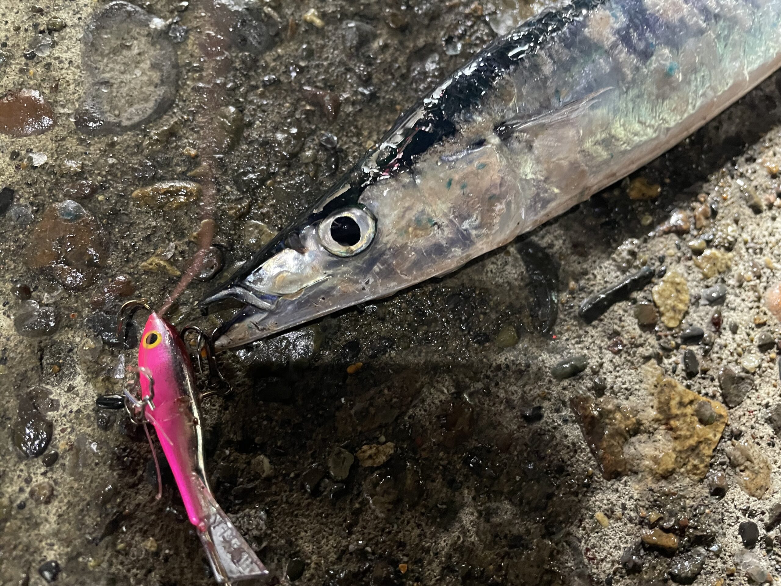 釣果報告！皆んなで楽しめる秋の秋刀魚釣り - 道東の釣りならブルーマリン