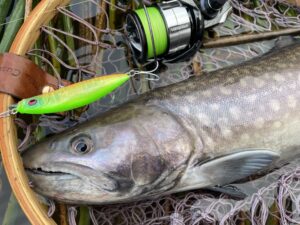 アメマス】Megabass “ZONK SINPEN 77”にカッコいいアメマスが！さらに