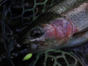 トップウォーターシーズン開幕。真福蝉の真骨頂を体感！ - 道東の釣り