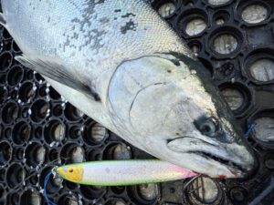 2026,羅臼サクラマスジギング釣行 青木編 - 道東の釣りならブルー